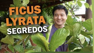 Aprenda a cuidar do FICUS LYRATA com sucesso [upl. by Ahseid632]