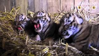 Tigerungar 20150428  Tiger cubs 2018 [upl. by Gino927]