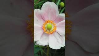 Anemone  Windflowers in Buttercup Family Ranunculaceae  Observed in Description [upl. by Jarrett]