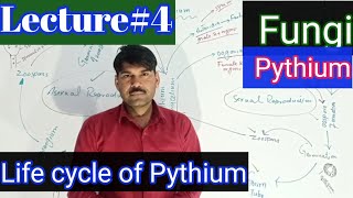 Life cycle of pythium [upl. by Matthias]