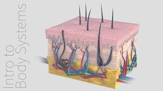 Introduction to the Integumentary System  Animated Tutorial  Complete Anatomy [upl. by Mcmath]