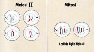 Quali sono le differenze tra mitosi e meiosi tratto da Invito alla biologiaazzurro [upl. by Cate]