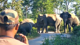 Wild Elephant Crosses Road on Its Way to the River [upl. by Hsirt]