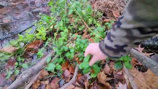 Harvesting Stinging Nettles and Mint 111024 [upl. by Kylen742]