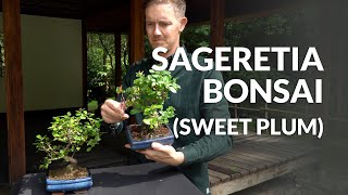 Sageretia Bonsai care Sweet plum [upl. by Trici]