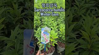 향회양목 Sarcococca humilis Winter Gem [upl. by Jezreel]