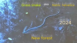 Grass snake aka Natrix helveticus New forest [upl. by Grory]