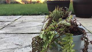 FERN PRUNINGDRYOPTERIS AFFINIS spring care [upl. by Guglielmo632]