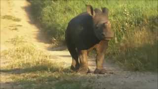 The Hoedspruit Endangered Species Centre baby rhino Gertjie explores the outside world [upl. by Inanaup613]