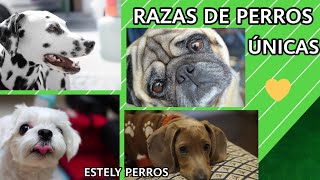 RAZAS DE PERROS SUPER ADORABLES [upl. by Kotz]