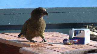 Kea red bull [upl. by Crow]