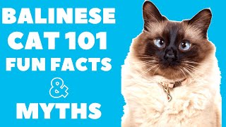 Balinese Cats 101  Fun Facts amp Myths [upl. by Eedahs795]