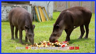 Ecuadorian Tapir  Hermosos Animales Rescatados  Ecuador Ama La Vida [upl. by Lobel643]