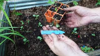 Planting Brassicas In A Raised Garden Bed gardeningwithbarchuckin raisedgardenbeds [upl. by Ayotahc605]