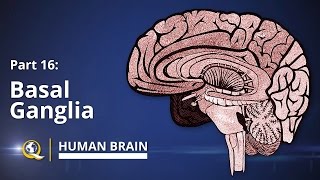 Basal Ganglia  Human Brain Series  Part 16 [upl. by Nylsirhc]