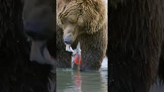 Grizzly bear pulling salesman skin of wildlife grizzlybear bear nature animals [upl. by Allis254]