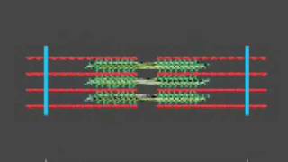 How a muscle contraction is signalled  Animation [upl. by Macgregor269]