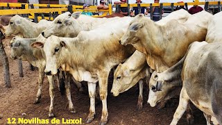 FEIRA DO GADO NA VILA SÃƒO JOSÃ‰ EM PANELASPE 18022024 nordeste [upl. by Bearnard]