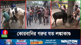 ছুটে যাওয়া গরুর হামলায় হাসপাতালে ৩ জন ১২ জন মিলে আনলেন ধরে [upl. by Akenor]