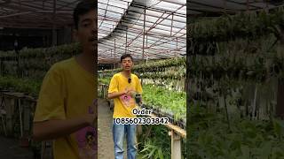 Habenaria medusa si anggrek tanah anggrek anggrekbagus orchids [upl. by Aiyekal]