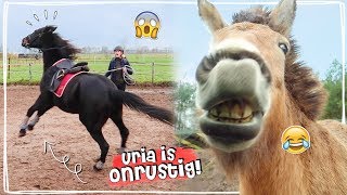 Longeren gaat NIET GOED  WILD PAARD TRAPT ONZE AUTO  Vlog 45  Daphne draaft door [upl. by Ilanos]