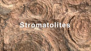 Stromatolites Mauritania [upl. by Deehan]