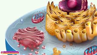 Energy Production and Metabolism in the Cells Animation [upl. by Shafer]