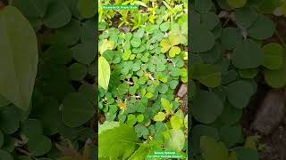 Nyctinasty  Circadian Rhythm in Higher Plants  Example  Oxalis  Nyctinastic Response oxalis [upl. by Aonehc]