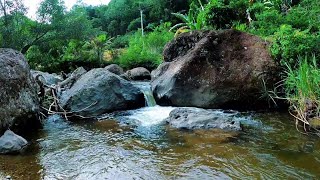 Flowing River Sounds for Study Focus and Relaxation  ASMR Ambience [upl. by Ahsahs236]