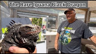 Rare Saba Black iguana The Black Dragon melanoderma iguana 2024 hatch [upl. by Stormy]