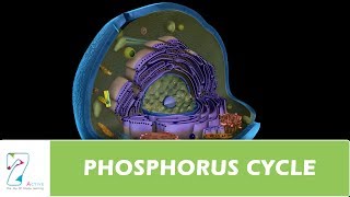 PHOSPHORUS CYCLE [upl. by Esiuol]