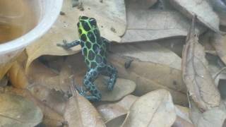 Ranitomeya Highland Variabilis Poison Dart Frog Calling [upl. by Lovash]