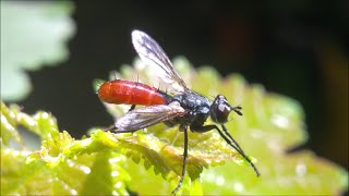 Cylindromyia bicolor fly [upl. by Acirred]