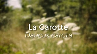 Daucus carota Especes Phares [upl. by Soble]