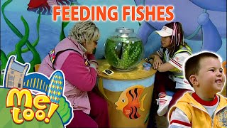 🐠🐟 Feed the Fishes 🐟🐠  Clip  TV Show For Kids  MeTooOfficialTVShow [upl. by Acima]