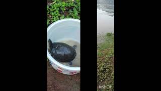 tortoise rescue saveanimals NATURELOVERS☘️☘️🐢🐢 [upl. by Akiras14]