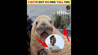 WHY DO WALRUS BREAK THEIR TEETH 😲😲 [upl. by Sateia]