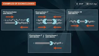 What are exonucleases and their applications [upl. by Noreg]