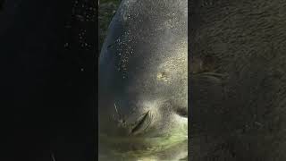 🦭 Cute Monk Seal in Kauai Hawaii on Shipwreck Beach 🦭 [upl. by Wilhelmina]