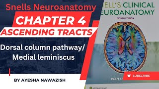 Medial leminiscus I Dorsal column pathway  Chapter 4  Snells Neuroanatomy [upl. by Rramo]