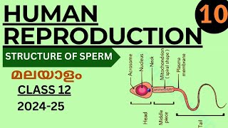 STRUCTURE OF SPERM  HUMAN REPRODUCTION PART 10  MALAYALAM EXPLANATION STUDY BOTANY  NCERT 202425 [upl. by Ahsiniuq]