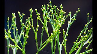 Psilotum sporophyte [upl. by Ahsinnod]