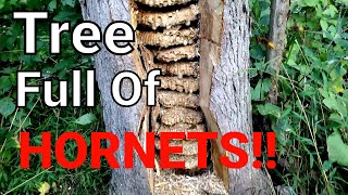 MASSIVE European Hornet Nest Inside Tree  SWARM  Wasp Nest Removal [upl. by Bikales]