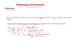 Pleiotropy and epistasis [upl. by Isahella]