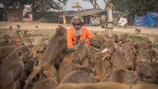 ‘Monkey Man’ Feeds Hundreds of Primates A Day [upl. by Fredra]