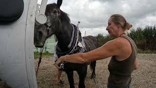 Préparation et entraînement Percherons [upl. by Ellswerth125]