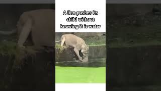 Oh My God😰Wait For End😳The Way she Saved Her child😍 cute animals viral shorts reels [upl. by Trini]