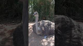 Ostrich sounds  What sound does an ostrich make [upl. by Katonah]