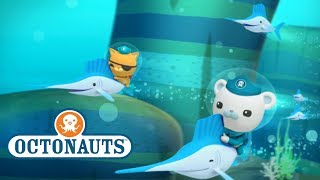 Octonauts  Amazing Fish  Cartoons for Kids  Underwater Sea Education [upl. by Ecirad]