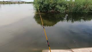 Fishing The river ditch for crawdads and carp and other possible catfish bait ADRIANUNKNOWN [upl. by Anawd]